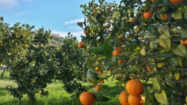 Santacinnara Agriturismo in Calabria con arance biologiche