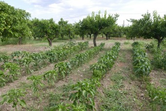 Santacinnara Agriturismo in Calabria con orto biologico