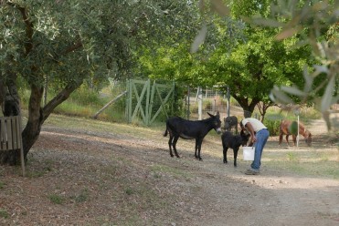 Santacinnara Agriturismo in Calabria con animali