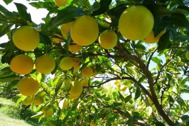 Santacinnara Agriturismo in Calabria con limoni biologici