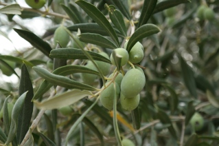 Santacinnara Agriturismo in Calabria con prodotti biologici